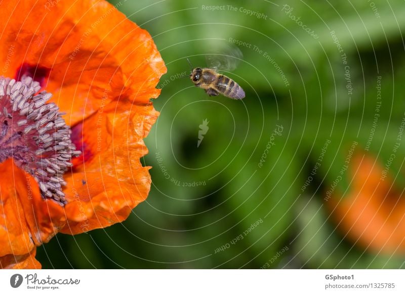 Fliegende Biene Natur Sommer Schönes Wetter Pflanze Blume Blüte Mohnblüte Tier Flügel 1 Arbeit & Erwerbstätigkeit fliegen grün violett rot bestäuben Pollen