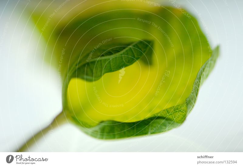 Weiches Blatt II Pflanze Zimmerpflanze Blattadern Gefäße Rutsche grün gerollt weich Weichspüler trocken ist schon lange vorbei und ich hab Dich immer noch