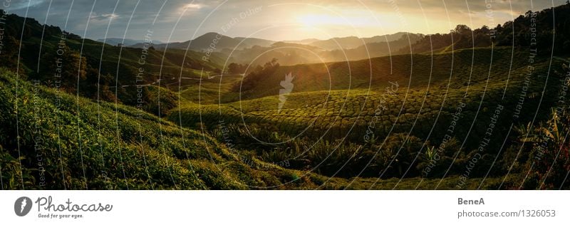 Teeplantage Heißgetränk Landwirtschaft Forstwirtschaft Natur Landschaft Pflanze Sonne Sonnenaufgang Sonnenuntergang Sonnenlicht Sträucher Grünpflanze