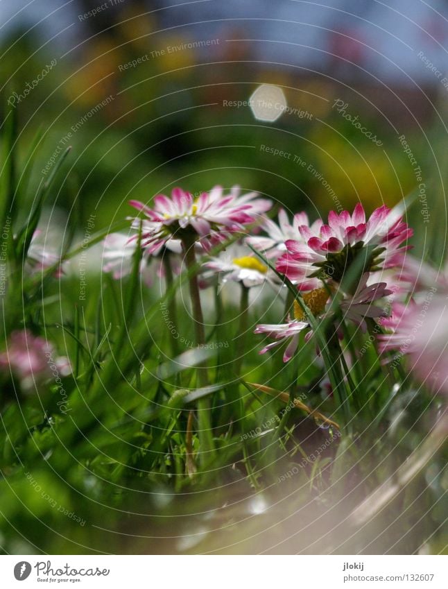 Gänsebliemsch'n Gänseblümchen Blume Pflanze Wiese grün Frühling Sommer Blüte Gras Unschärfe weiß Hintergrundbild Natur lieblich zart weich Froschperspektive