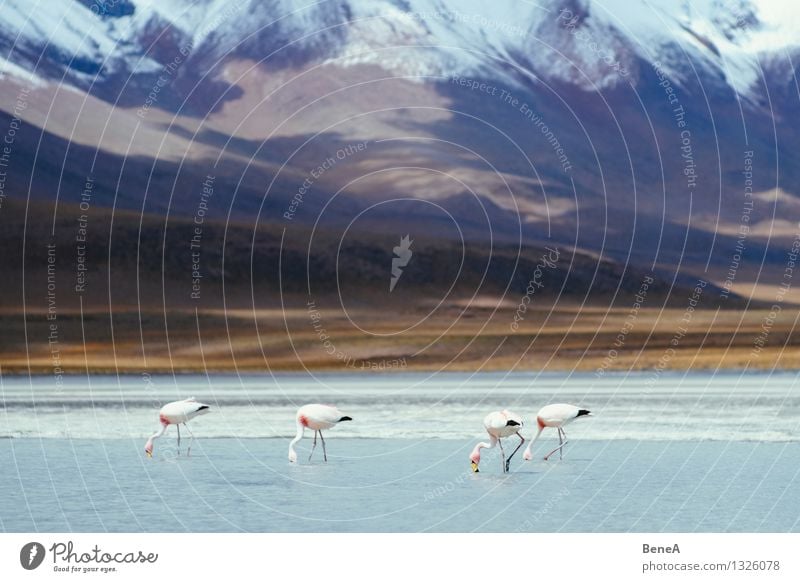 Flamencos Umwelt Natur Landschaft Sand Wasser Eis Frost Berge u. Gebirge Gipfel Schneebedeckte Gipfel Vulkan Seeufer Oase Anden Bolivien Südamerika Menschenleer