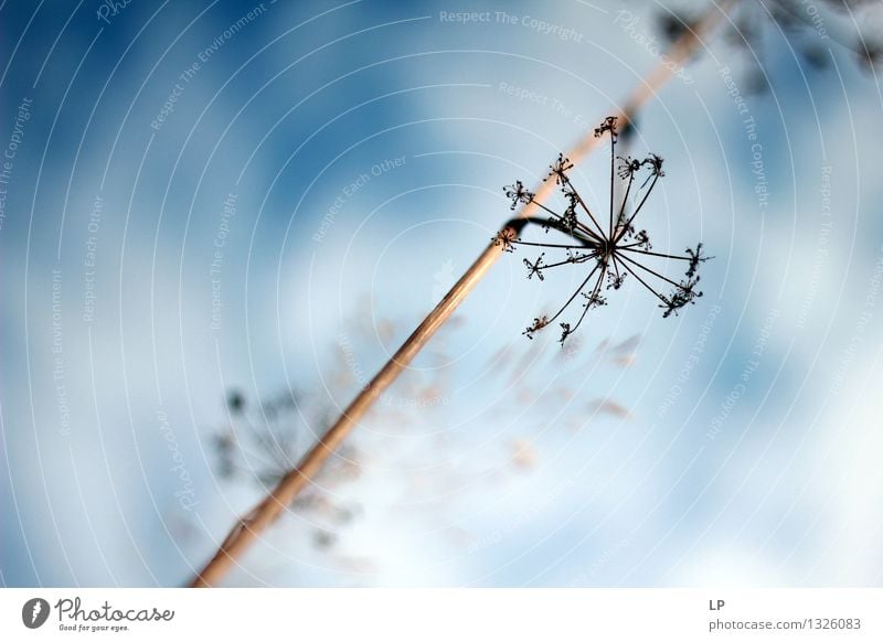 trockener Stern Umwelt Natur Pflanze Urelemente Luft Himmel Klima Schönes Wetter Blume Wildpflanze Garten Park Wiese Feld schön einzigartig natürlich Sauberkeit