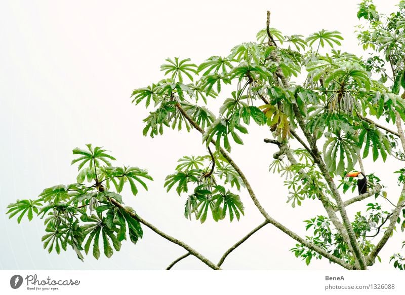 Tukan Umwelt Natur Pflanze Tier Baum Blatt Grünpflanze Wildpflanze exotisch Wald Urwald Südamerika Vogel Tukane Specht 1 beobachten Blick sitzen warten