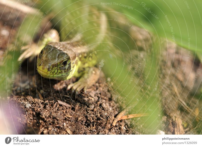 Eidechse im Garten Natur Tier Erde Wiese Wildtier Reptilien Echte Eidechsen 1 braun grün Farbfoto Außenaufnahme Tag Schwache Tiefenschärfe Tierporträt