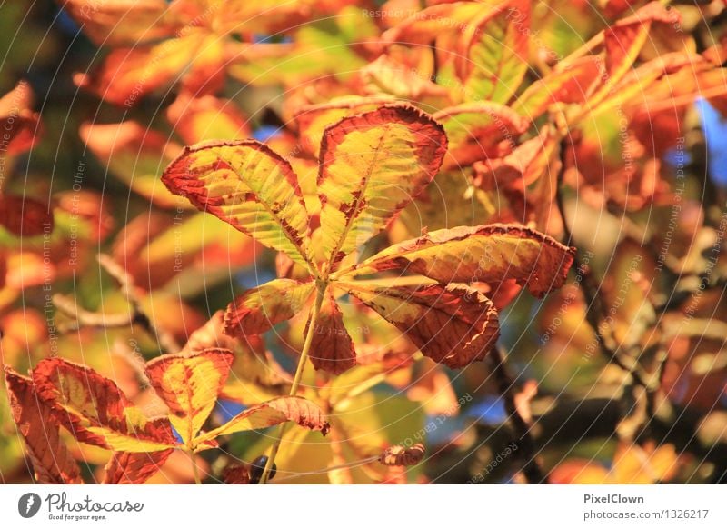 Herbst elegant schön harmonisch ruhig Tourismus Ausflug Landwirtschaft Forstwirtschaft Natur Landschaft Pflanze Tier Baum Blatt Garten Park Wald träumen