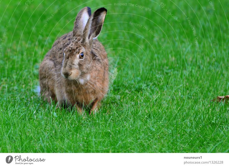 Feldhase Tier Wiese Wildtier 1 Fressen hocken aussternen bedroht feld fell gras hoppeln löffel mümmeln Säugetier Farbfoto Gedeckte Farben Außenaufnahme