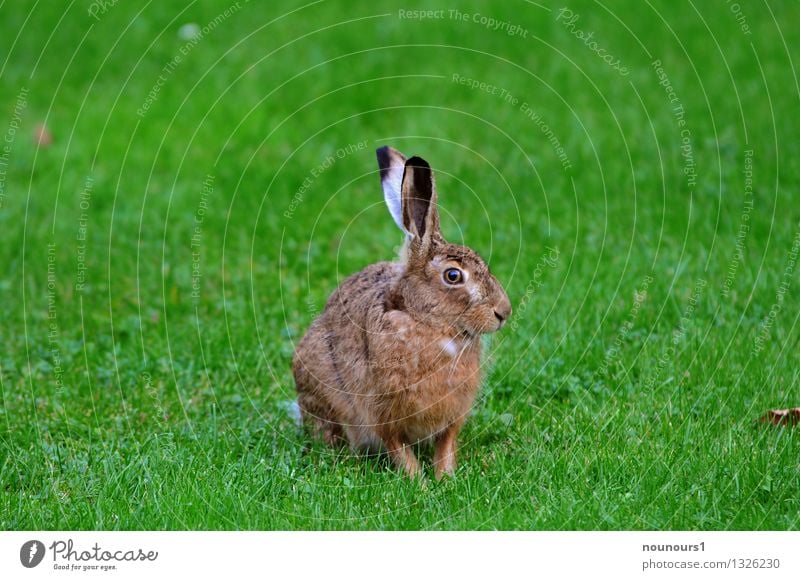 Meister Lampe Tier Wiese Wildtier Fell Feldhase 1 Blick aussterben bedroht feld fressen gras hoppeln löffel mümmeln niederwild säugetier Farbfoto