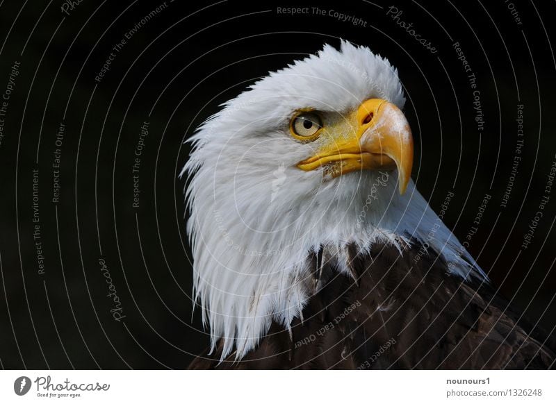 Weisskopfseeadler Tier Wildtier Vogel Tiergesicht 1 ästhetisch adlerauge blick greifvogel raubvogel schnabel Seeadler stechend Farbfoto Außenaufnahme