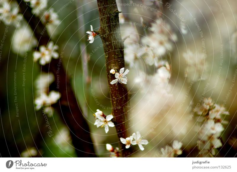 Es blüht Blüte Baum Frühling Umwelt Wachstum gedeihen schön zart Farbe Natur Duft Ast Zweig