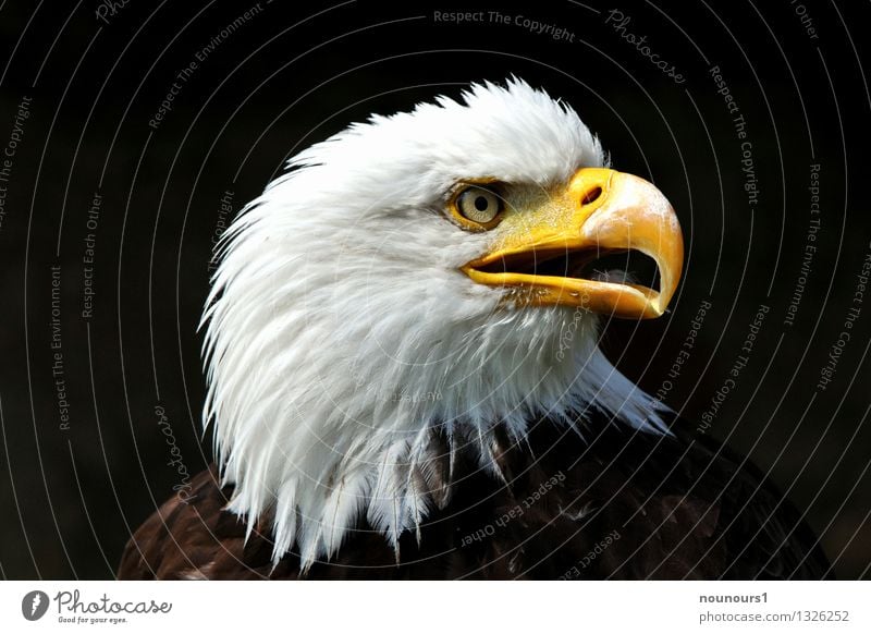 Weisskopfseeadler Tier Wildtier Vogel Tiergesicht 1 schreien ästhetisch braun gelb weiß Adler adlerauge blick gefieder greifvogel raubvogel Farbfoto