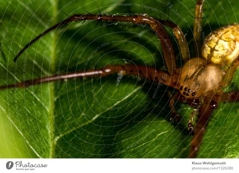 Hungry eyes Umwelt Natur Tier Sommer Herbst Pflanze Blatt Spinne 1 sitzen warten gruselig braun gelb grün schwarz Farbfoto Außenaufnahme Nahaufnahme