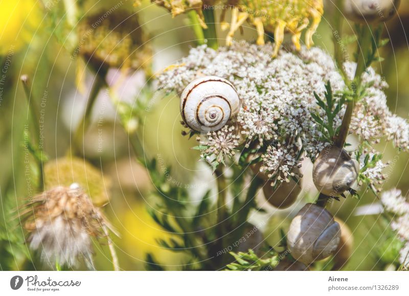 das Syndikat... Pflanze Blume Gras Tier Schnecke Weichtier Tiergruppe Schneckenhaus Spirale Ekel schleimig verrückt gelb gold grün weiß Einigkeit Zusammensein