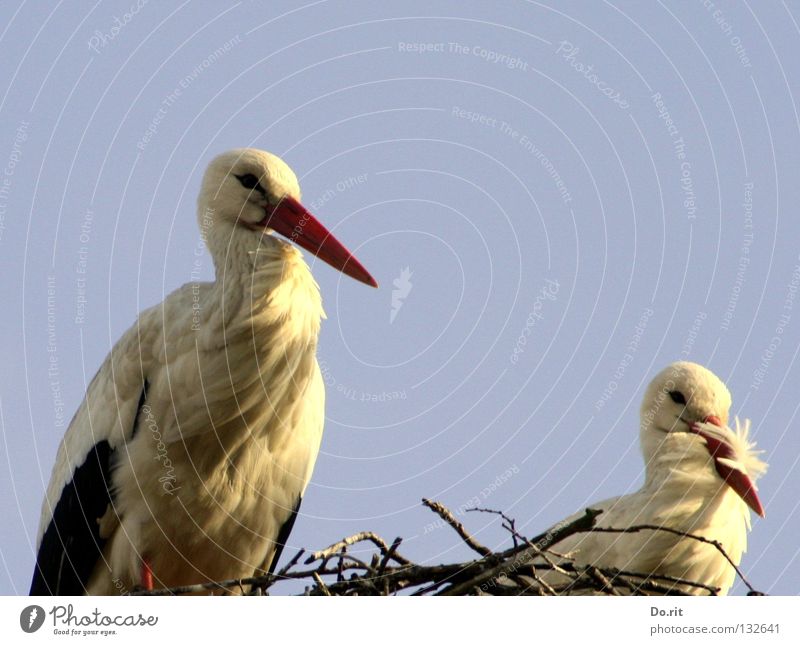 Alle Vögel sind schon da Storch Weißstorch Nest Wohnung Blauer Himmel Federvieh Vogel Sträucher Schnabel Geburt Liebe Frühling Hausstorch Schreitvogel Adebar