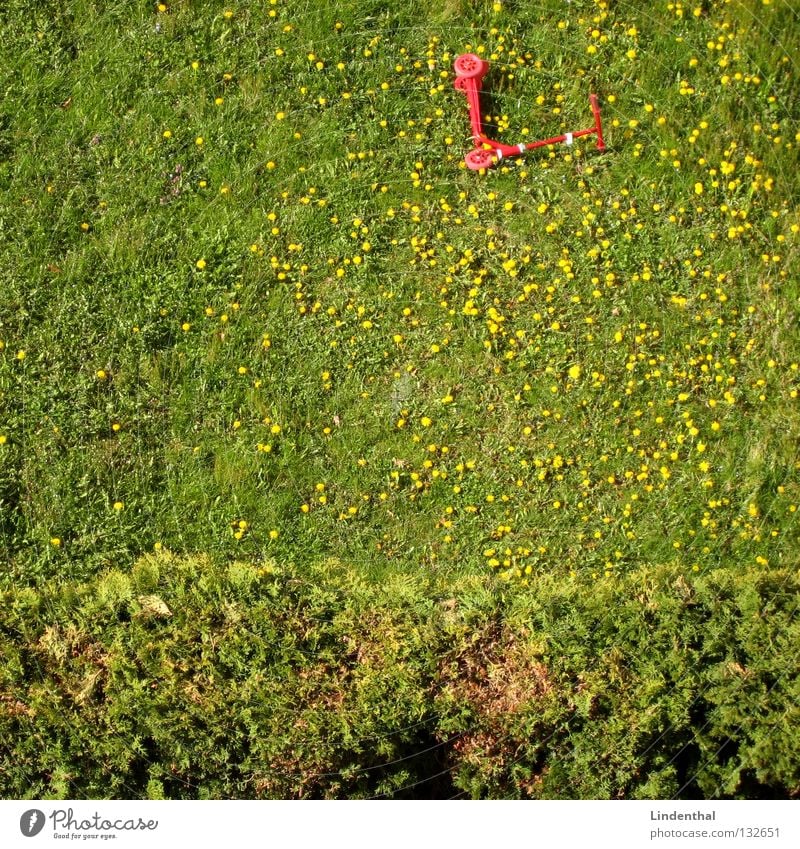 Roller im Löwenzahn II Wiese rot Hecke Gras Sommer Vogelperspektive löwnzahn Tretroller