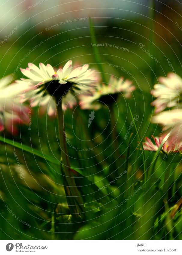 Frühlingsboten Gänseblümchen Blume Pflanze Wiese grün Sommer Blüte Gras Unschärfe weiß Hintergrundbild Natur lieblich zart weich Froschperspektive klein