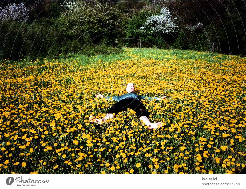 es blüht do schön... Wiese Löwenzahn grün gelb Blume Blühend Erholung