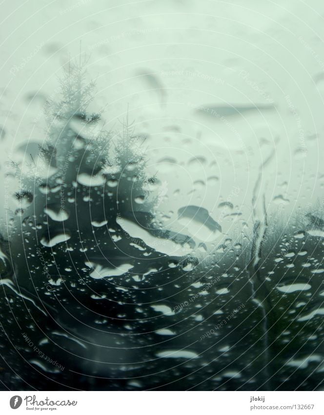 Drops Fenster Schnee Gegend Baum Gras Wiese Nadelbaum Nadelwald Biotop Natur Winter Jahreszeiten Holzmehl Feld Doppelbelichtung Experiment Gewitter Regen