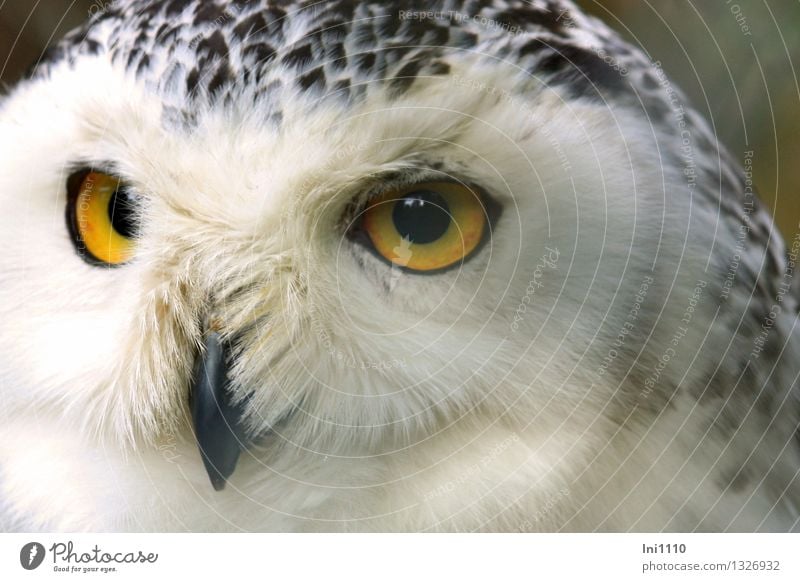 Schnee-Eule Natur Tier Park Wildtier Vogel Tiergesicht Zoo Bubo scandiacus 1 beobachten hocken Blick ästhetisch außergewöhnlich exotisch fantastisch groß schön