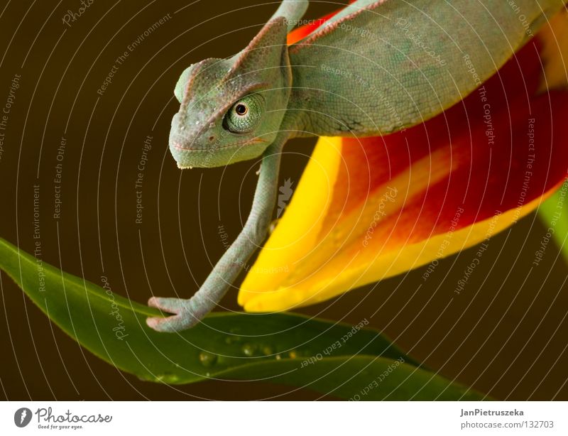 Chameleon on the tulip Lizard Reptil Chamäleon Natur gelb Animal animals Dragon Descriptive Color Sticking Out Tongue Animal Tongue Animal Eye Animal Themes