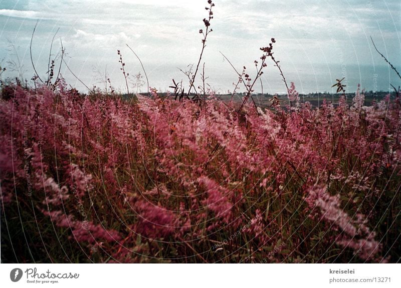 Der Wind bläst! Feld Gras rot Himmel Natur Landschaft