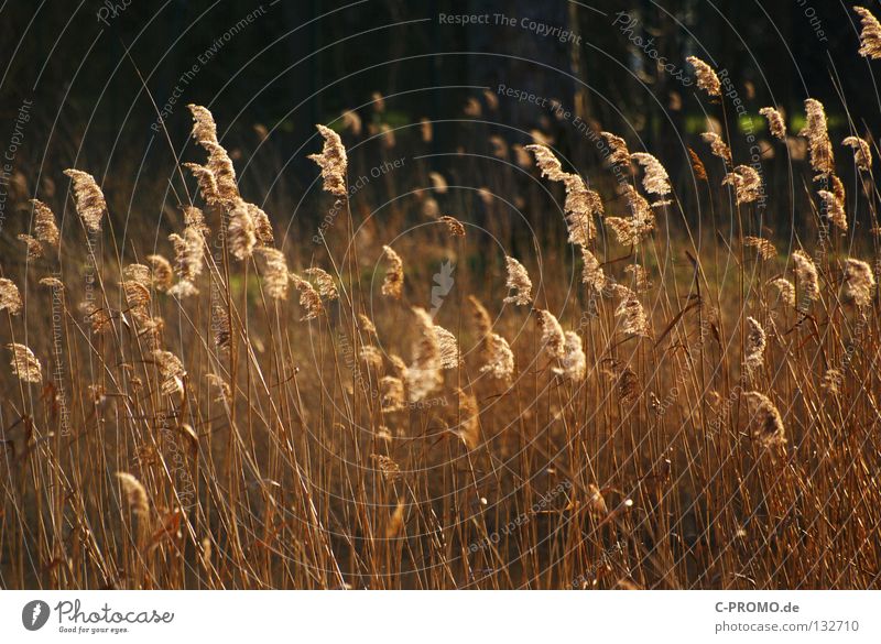 Gräser westwärts... Sonnenlicht Schilfrohr Gras Physik Winter Frühling Natur Küste gold Wärme Kontrast