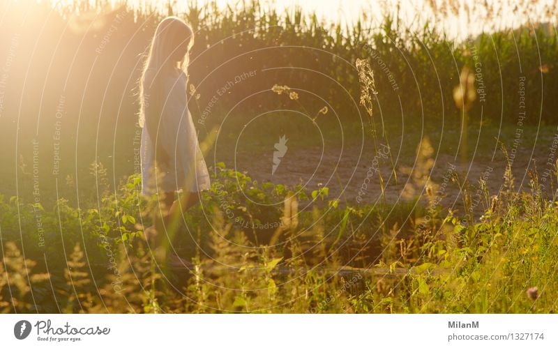 Summerlight Mädchen Kindheit Leben 1 Mensch 3-8 Jahre Natur Pflanze Sommer Feld atmen beobachten Erholung ästhetisch blond Duft Freundlichkeit glänzend