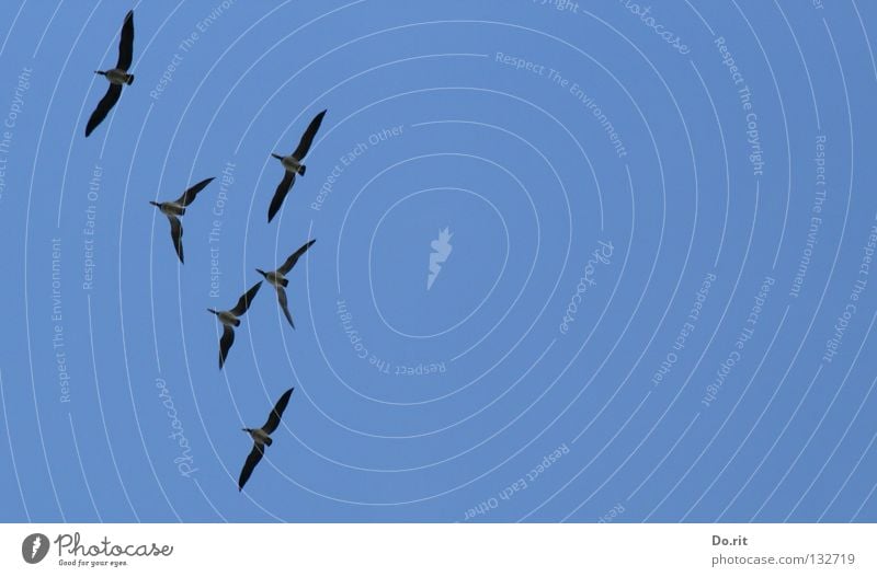 Freiheit Kanadagans Gans Vogel Blauer Himmel Zusammensein Gesellschaft (Soziologie) Formation Vertrauen Vergänglichkeit 6 Kanadagänse blau Schönes Wetter