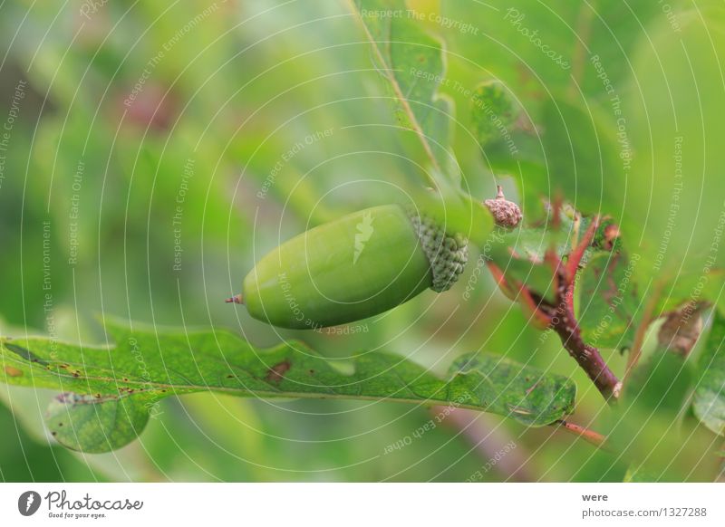 Eiche natur Frucht Natur Pflanze Baum Blatt Wald Umweltschutz Biotop Eicheln Eichelmännchen Jahreskreislauf Lora und Fauna leave tree Farbfoto Außenaufnahme