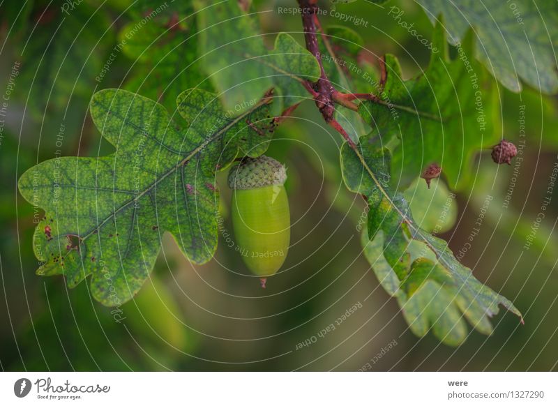 Eichel Frucht Natur Pflanze Baum Blatt Wald Umweltschutz Biotop Eicheln Eichelmännchen Jahreskreislauf leave tree Farbfoto Außenaufnahme Makroaufnahme