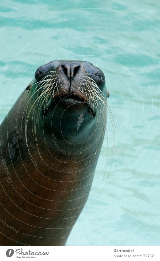 Grüezi Wasser Wildtier Tiergesicht Fell Zoo Freundlichkeit lustig türkis Säugetier Auge Zwinkern Schnurrhaar Nase Schwimmbad Maul nass tierisch Mähnenrobbe