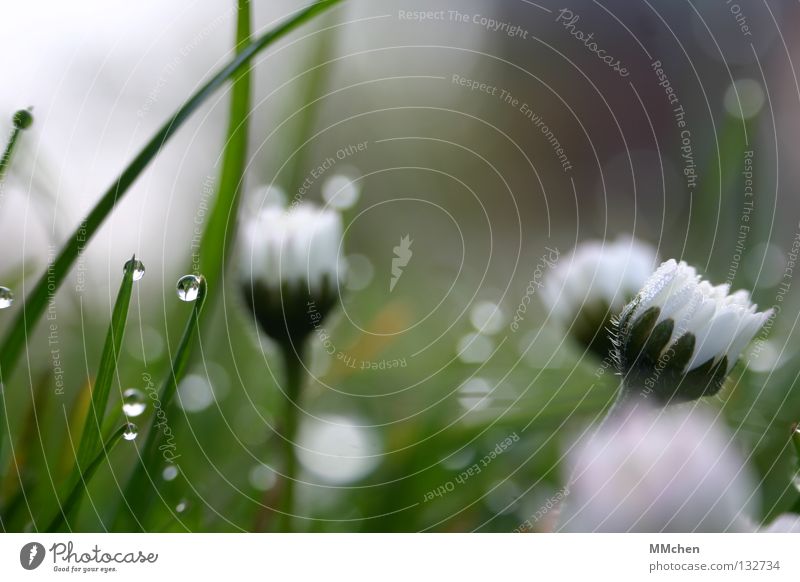 Aufwachen! Morgen Tau Wiese Gras Halm Pflanze feucht nass Leben Blume Gänseblümchen geschlossen aufwachen Frühling Unschärfe Licht Photosynthese Makroaufnahme