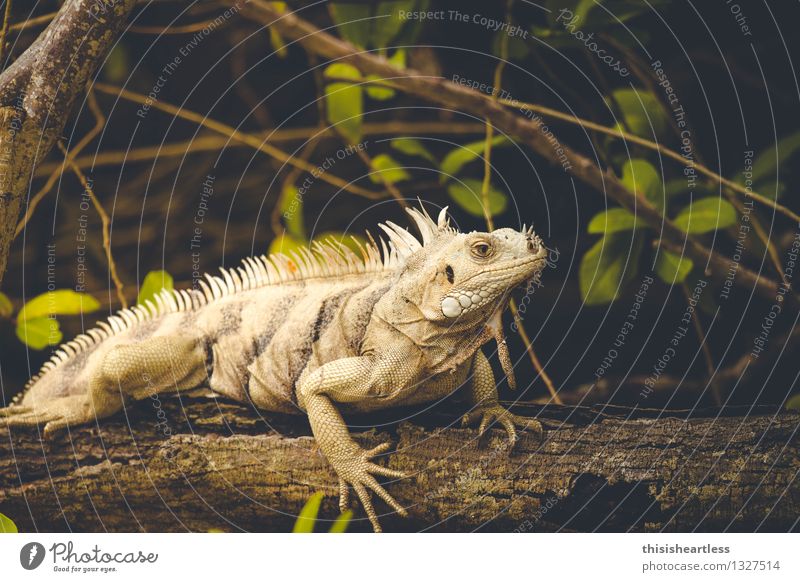 ... es war einmal ein anderes Urzeitviech! Tier Wildtier Echsen Echte Eidechsen Reptil Leguane Agamen 1 Holz alt beobachten Blick ästhetisch authentisch