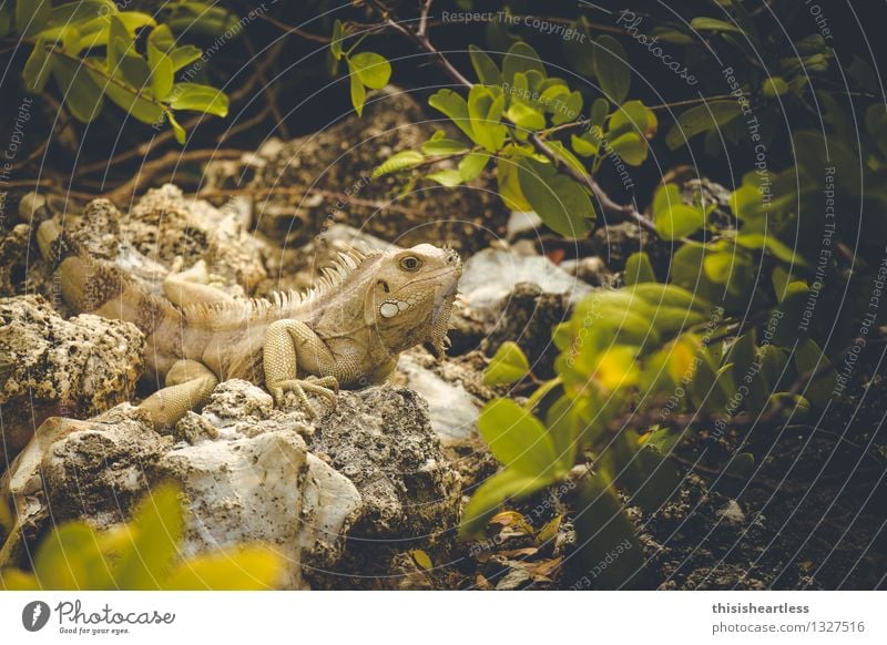 Es war einmal ein Urzeitviech... Haut Tier Wildtier Echsen Echte Eidechsen Reptil Leguane Agamen 1 Stein beobachten Blick bedrohlich nah Neugier stachelig gelb