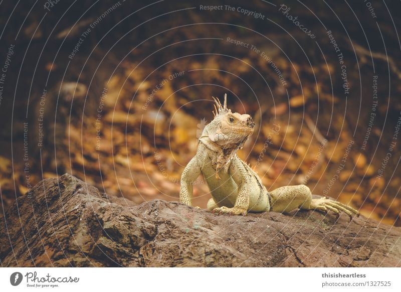 ...ich bin hier der Boss! Landschaft Tier Küste Bucht Insel Wildtier Schuppen Echsen Echte Eidechsen Reptil Leguane Agamen 2 Tierpaar Stein