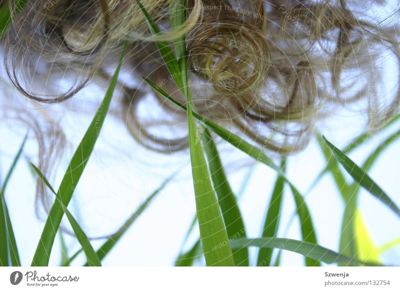 shakira shakira Feld Gras grün Sommer Halm Gegenteil lockig Frühling Locken Naturlocken Haare & Frisuren Glätte hair Himmel