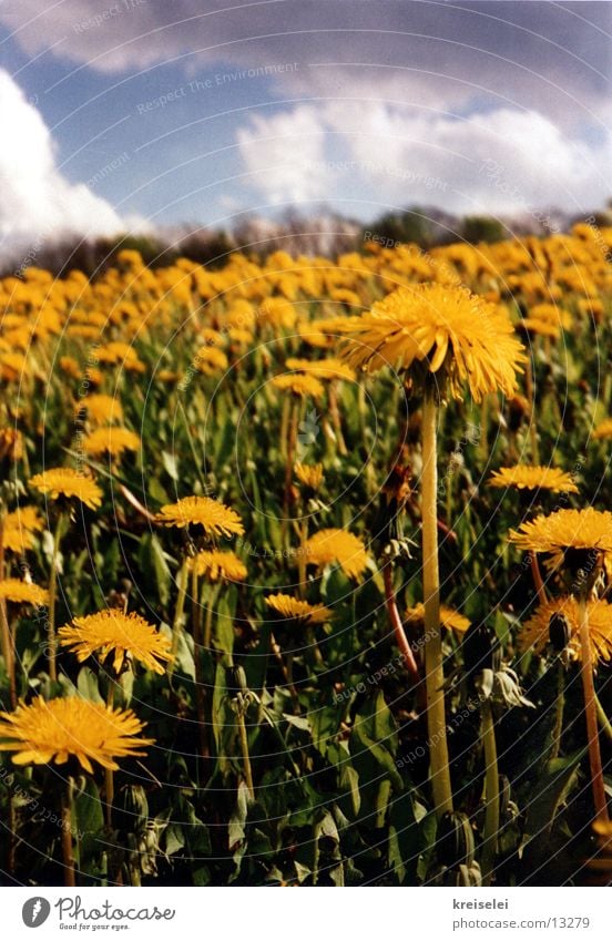 Löwenzahnwiese Wiese Blume Wolken Himmel