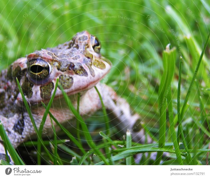 Hey Alda!!!! Gras Kaulquappe grün Quaken Umweltschutz unerschütterlich schmollen Teich See Europa Gewässer Gartenteich Biotop Unke Froschkönig fordern