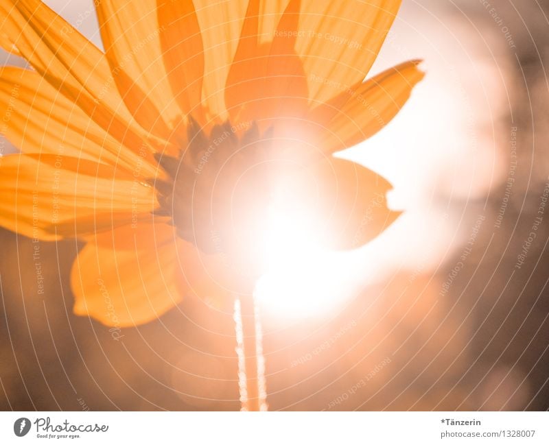 Sonne satt II Umwelt Natur Pflanze Sonnenlicht Sommer Schönes Wetter Sonnenblume Garten Wiese ästhetisch Fröhlichkeit frisch schön Wärme gelb Warmherzigkeit