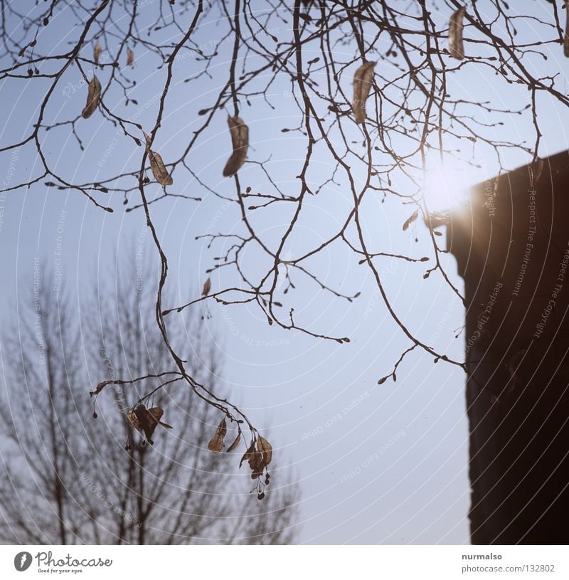 in diesem Moment Sonnenaufgang Osten Morgen gleißend schön frisch Sauberkeit Frühling Linde Baum fein Gebäude Stall Brandenburg Stimmung himmlisch Gedanke