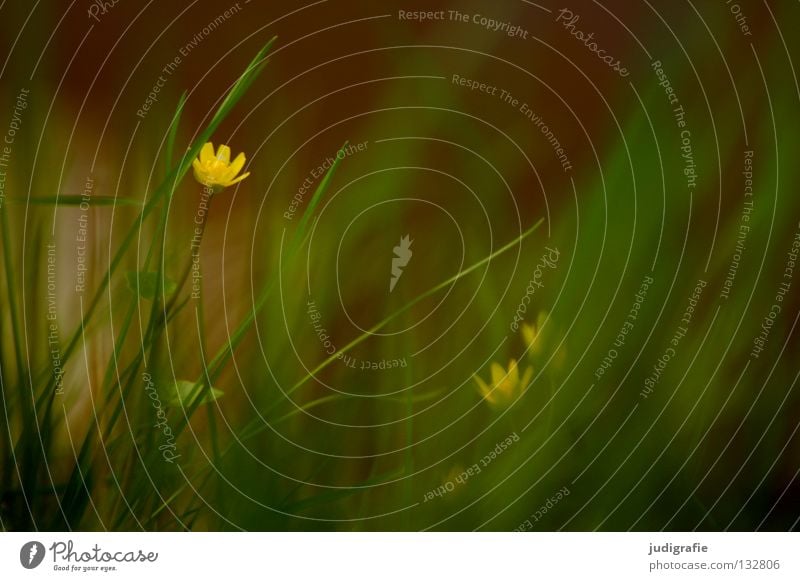 Wiese Frühling Blume grün gelb zart Blüte Pflanze Umwelt weich fein Schüchternheit Gras März April Mai Farbe Blühend Natur verstecken Bodenbelag