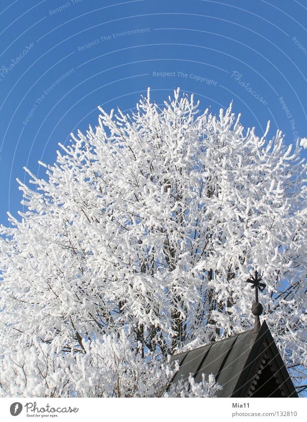 Raureif Winter kalt Religion & Glaube Kirche Kapelle Baum Schnee Eis weiß blau Kruzifix Kreuz Christliches Kreuz Gotteshäuser Religion u. Glaube