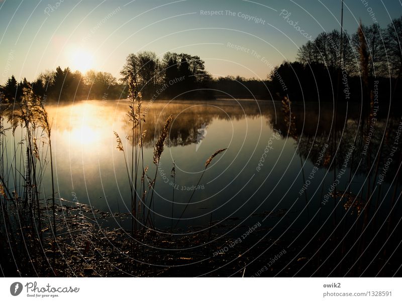 Neuanfang Umwelt Natur Landschaft Pflanze Wasser Wolkenloser Himmel Horizont Schönes Wetter Baum Sträucher Röhricht Seeufer Insel leuchten gigantisch glänzend