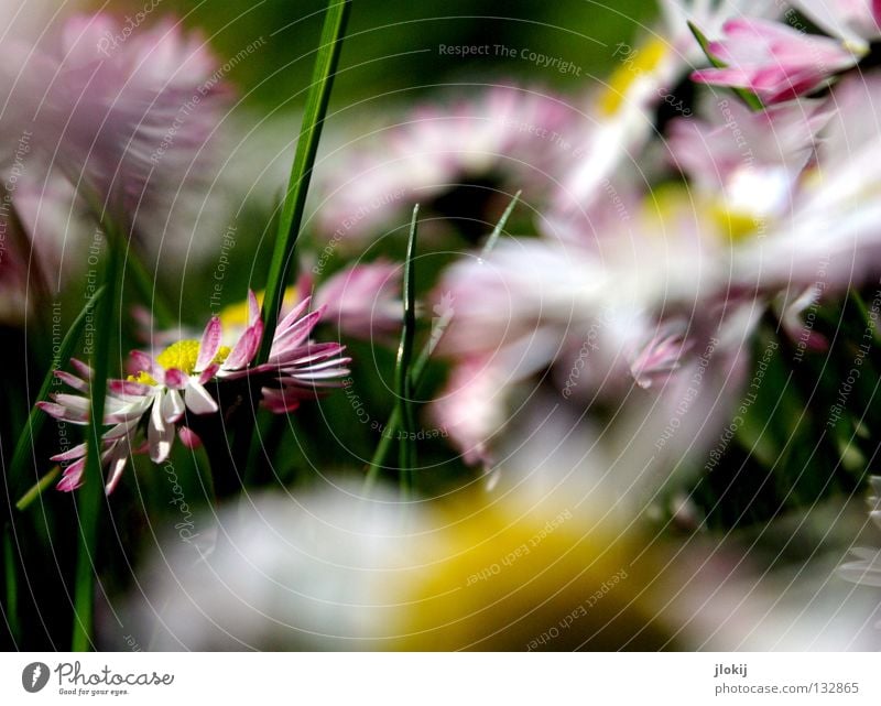 Durcheinander Gänseblümchen Blume Pflanze Wiese grün Frühling Sommer Blüte Gras Unschärfe weiß Hintergrundbild Natur lieblich zart weich Froschperspektive klein