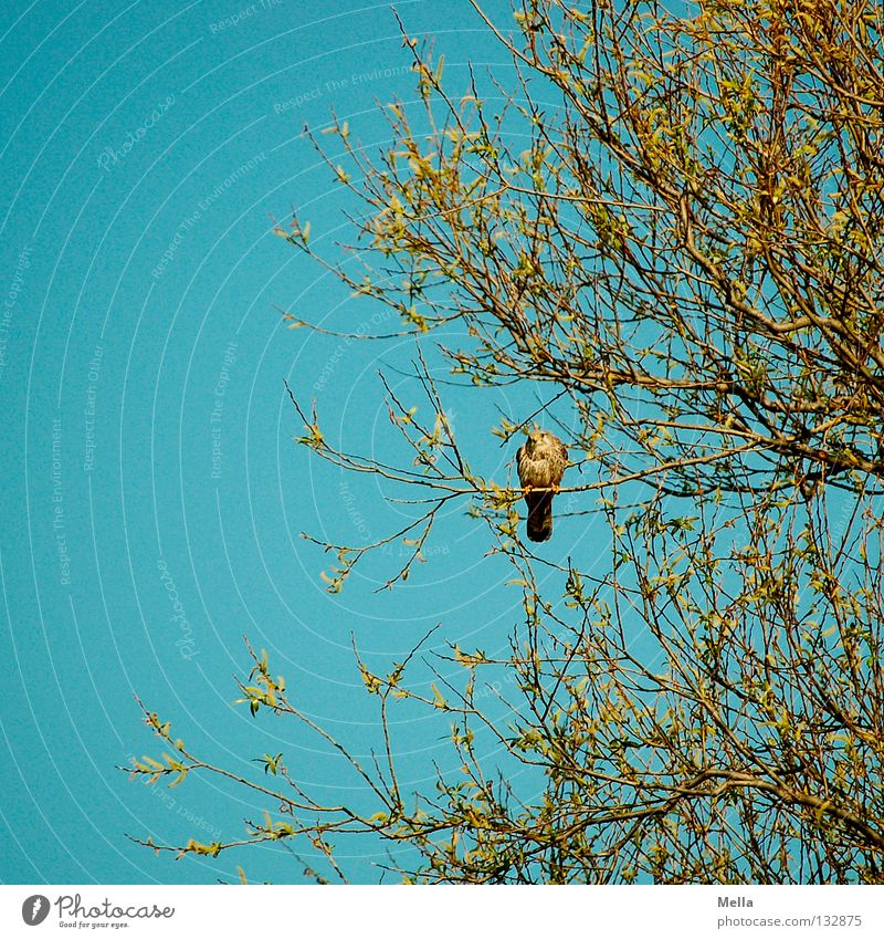 Falkenfrühling III Umwelt Natur Pflanze Tier Frühling Baum Vogel Turmfalke 1 hocken sitzen natürlich blau Einsamkeit Farbfoto Außenaufnahme Menschenleer Tag