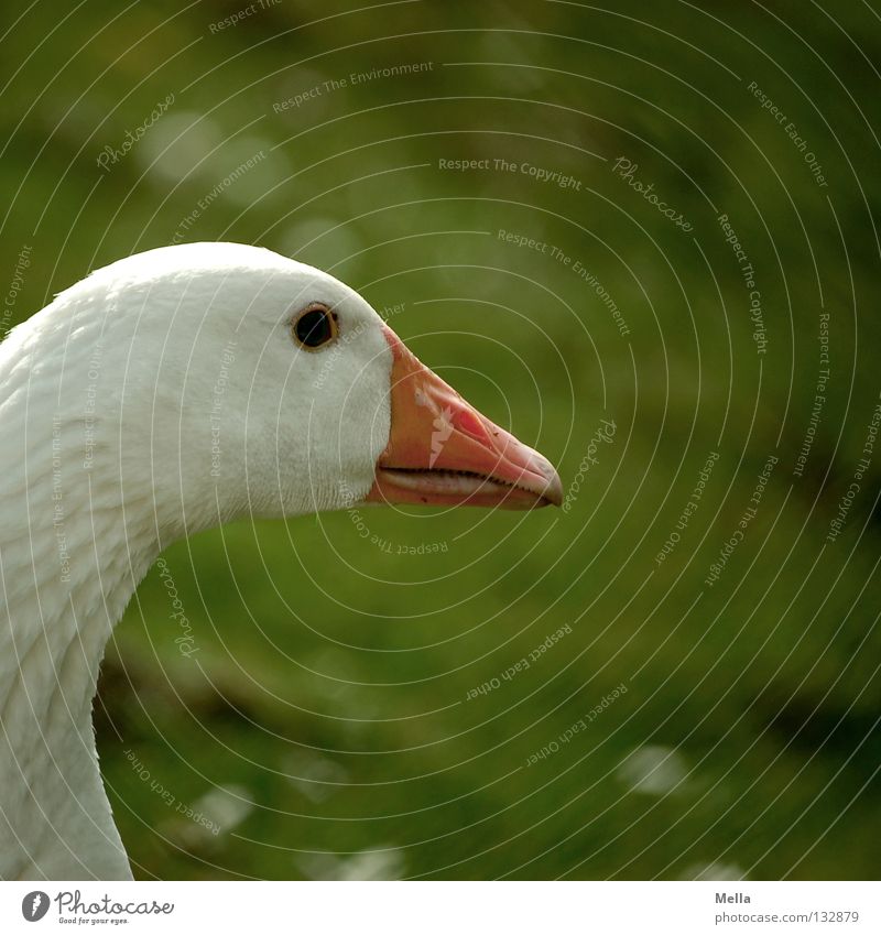 Ich bin der Martin Gans Hausgans Silhouette Schnabel weiß grün Bauernhof ökologisch Idylle ländlich passend Umwelt Wiese freilaufend Vogel Profil orange