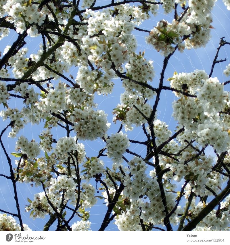 Sakura Blüte Kirsche Kirschblüten Baum Botanik Frühling sprießen Japan Natur Schönes Wetter on a sunny day Hanami