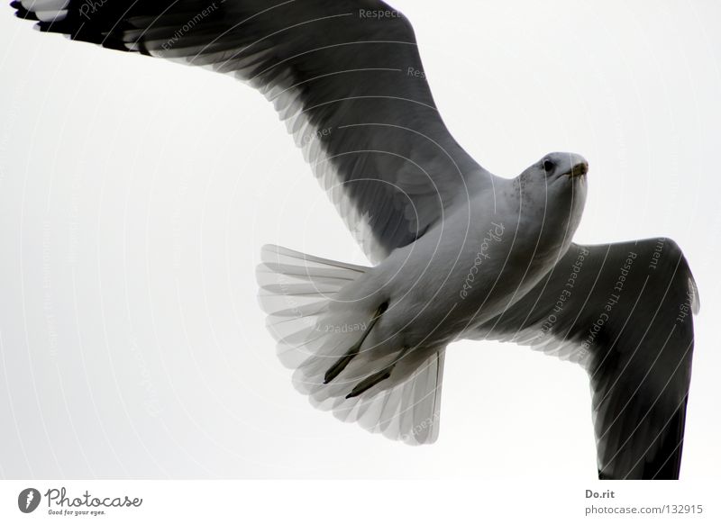 Freiflug in die Revolution!!! Außenaufnahme Luftaufnahme Hintergrund neutral Tag Tierporträt Meer Luftverkehr Himmel Wolken schlechtes Wetter Küste Vogel Flügel