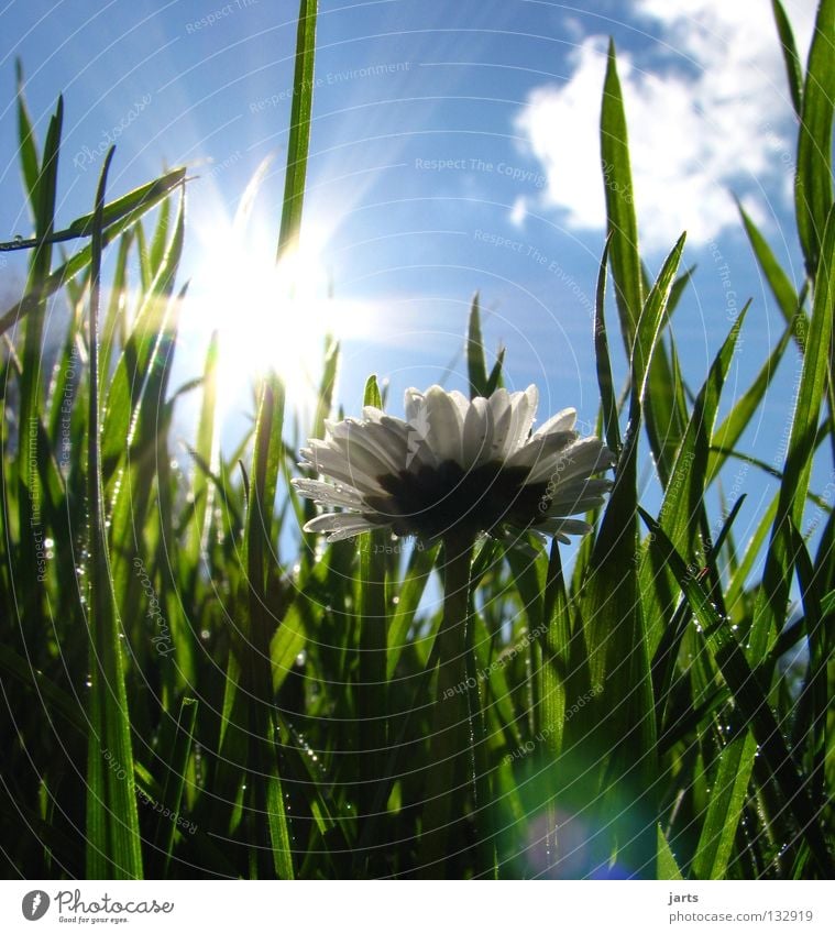 Tag 111 im Jahr 2008 Sonntag Frühling Wiese Gras Gänseblümchen Sonnenstrahlen Physik Wolken Zufriedenheit schön Graffiti Himmel Freude Gänsebümchen Wärme Glück