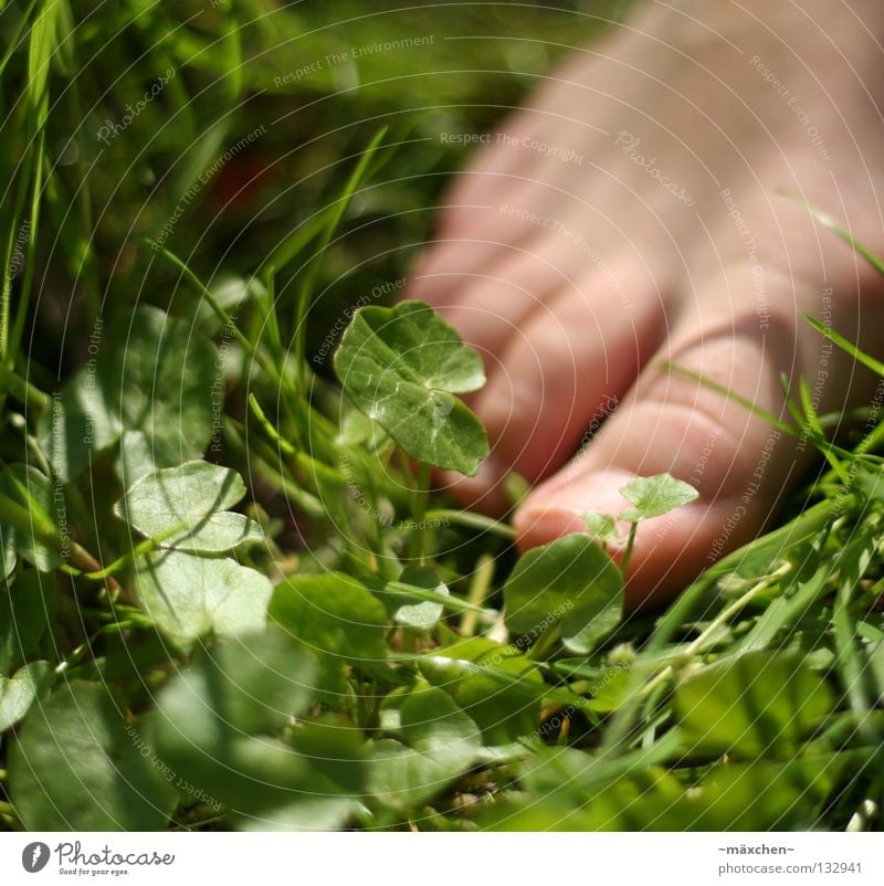 ohne Schuhe / without shoes Barfuß Frühling gehen Gesundheit Gras Halm grün Klee Kleeblatt Nagel Sommer Wiese Zehen Mensch entstehen Erholung Fuß Haut Kitzel