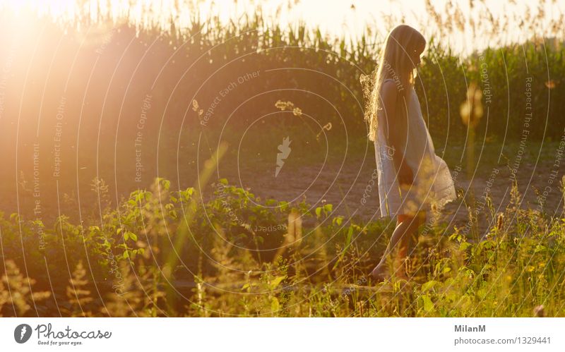 Sommerlicht Freizeit & Hobby Ferien & Urlaub & Reisen Abenteuer Mädchen 3-8 Jahre Kind Kindheit Natur Schönes Wetter Feld beobachten Denken laufen blond